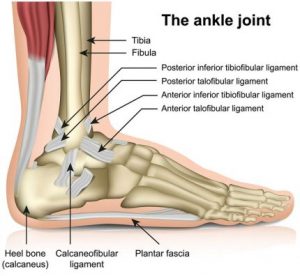 ayak-anatomisi-ligamentler