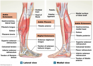 ayak-ekstrinsik-kaslar